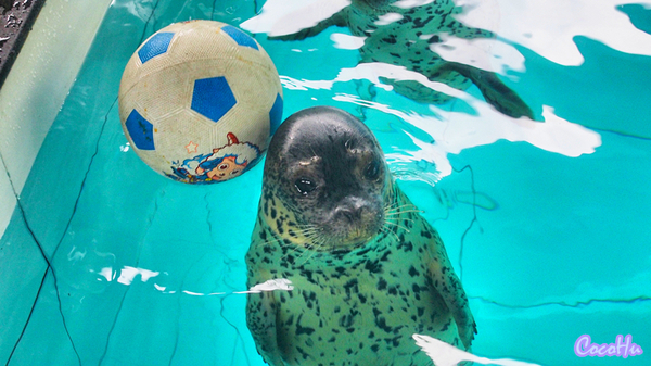 中南百草原景区动物园,中南百草原景区动物