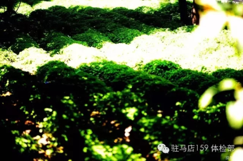 驻马店159是私人医院吗,驻马店159医院为啥改名