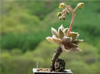 红梅多肉悬崖桩老桩,多肉老桩怎么养