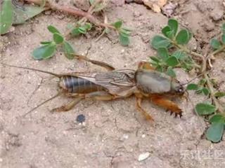 80后儿时的美食记忆,80后记忆中的美味零食你吃过几种