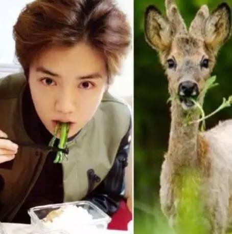 鹿晗爆红之路可以复制吗,鹿晗十大新闻