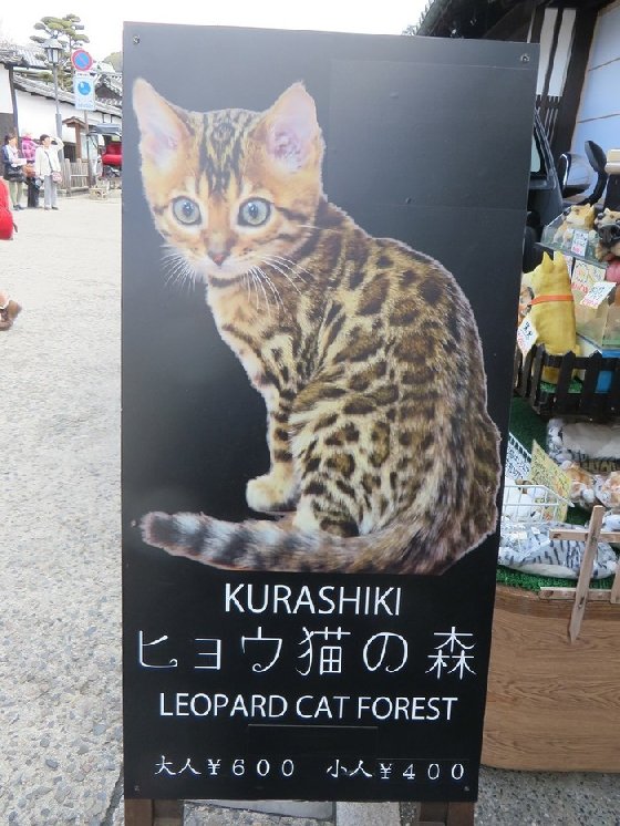 令人不禁着迷的豹纹魅力！日本首间“豹猫咖啡厅”人气开张