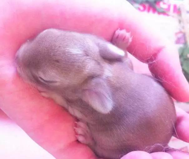 宠物宝宝能有多可爱,超萌小宠物萌到你的心都融化