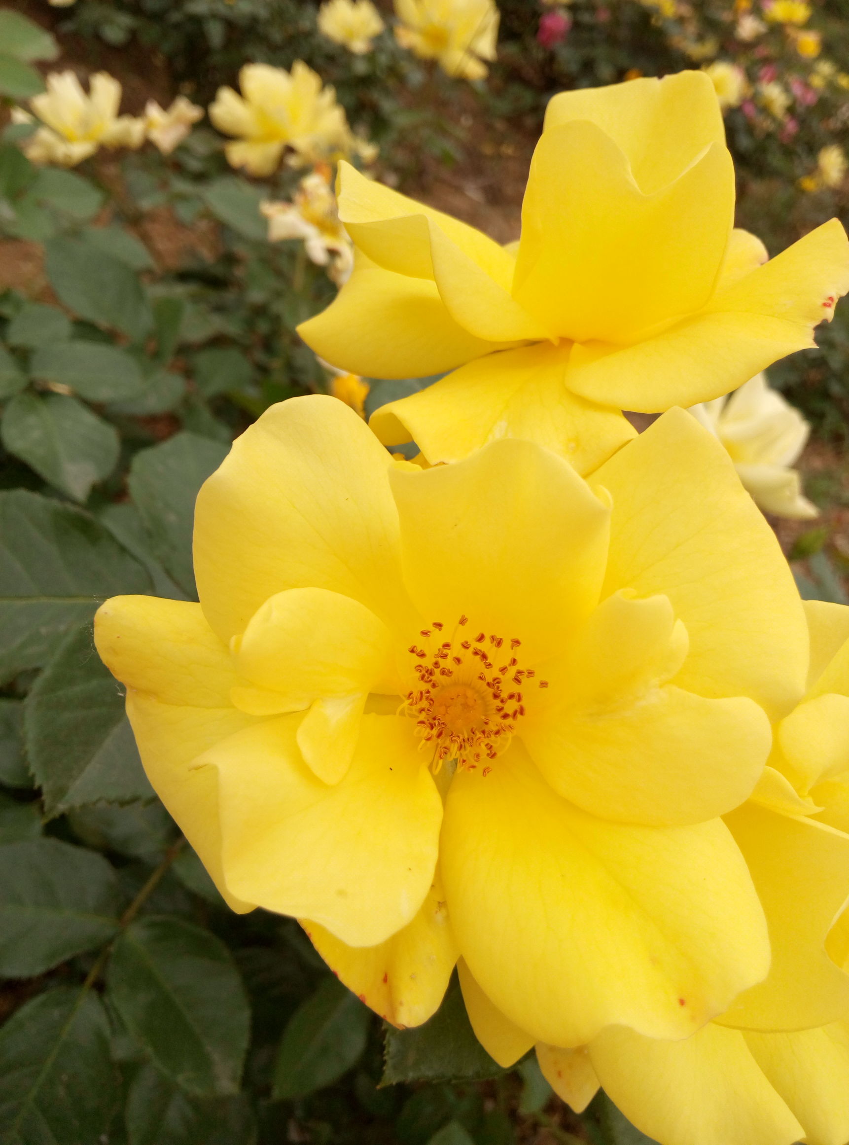 五一赏月季花来宛城,南阳月季大观园五一