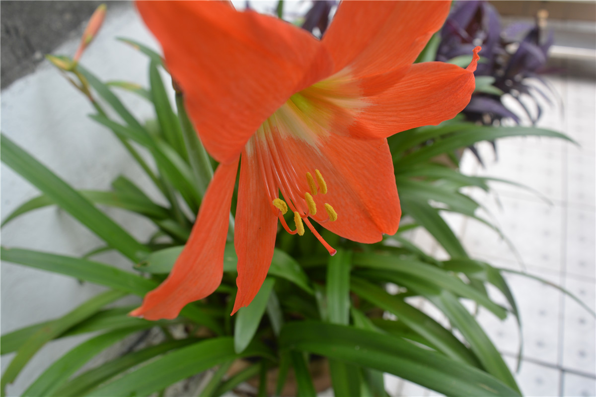 oppor9实测充电5分钟,oppor9充电了吗