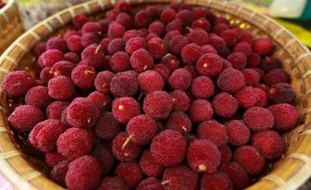 五一假期快来农业园摘蓝莓,五一快来摘草莓了