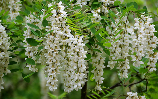 紧张害怕焦虑恐惧中医怎么调理,月经时间长中医调理