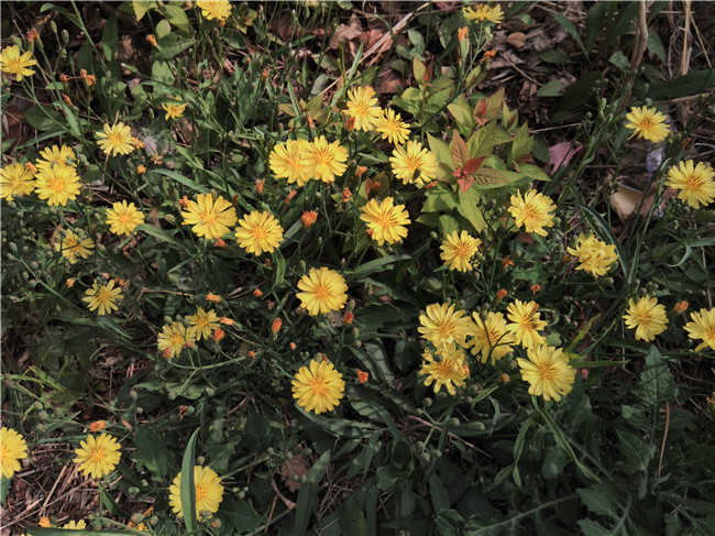 乐檬3新品怎么样,乐檬k3移动评测