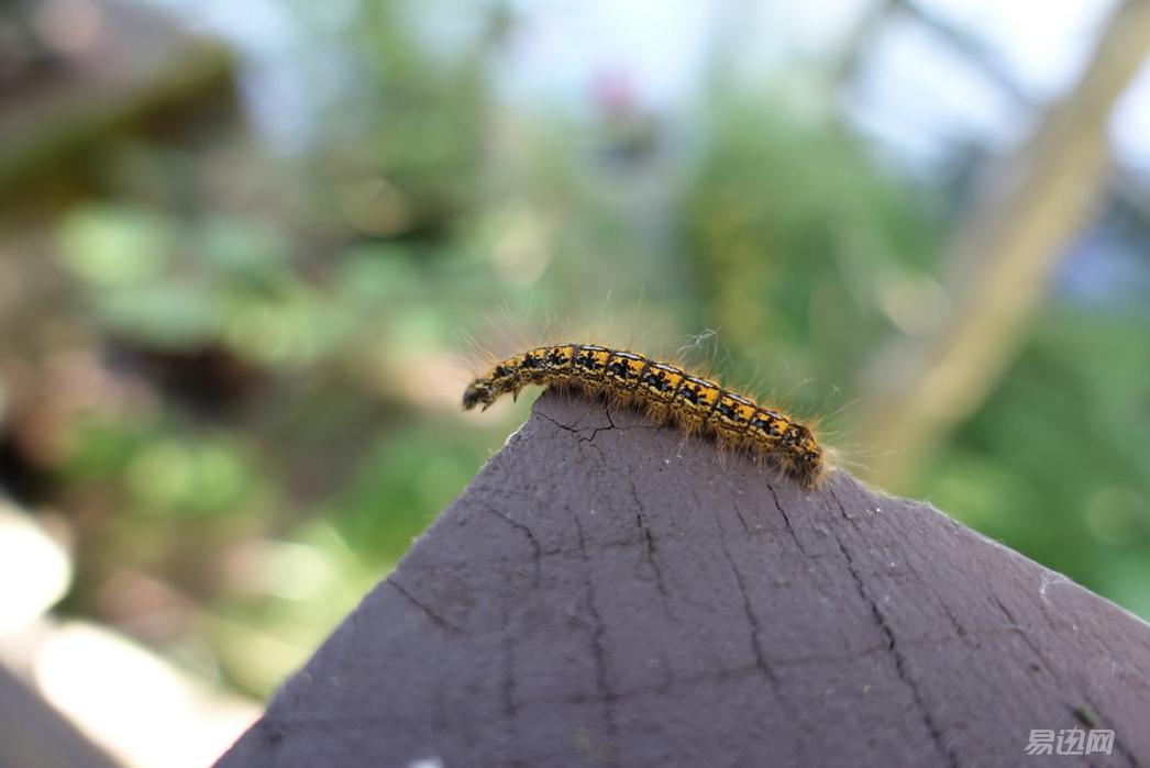 索尼黑卡为什么叫黑卡,索尼黑卡和普通卡片机