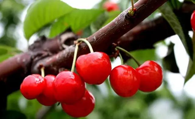 五一假期快来农业园摘蓝莓,五一快来摘草莓了