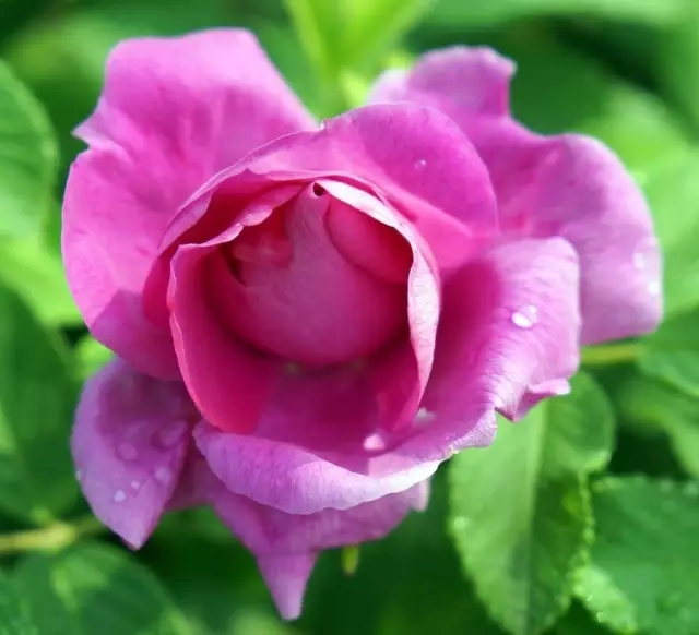 赏玫瑰摘西瓜这个假期有福喽