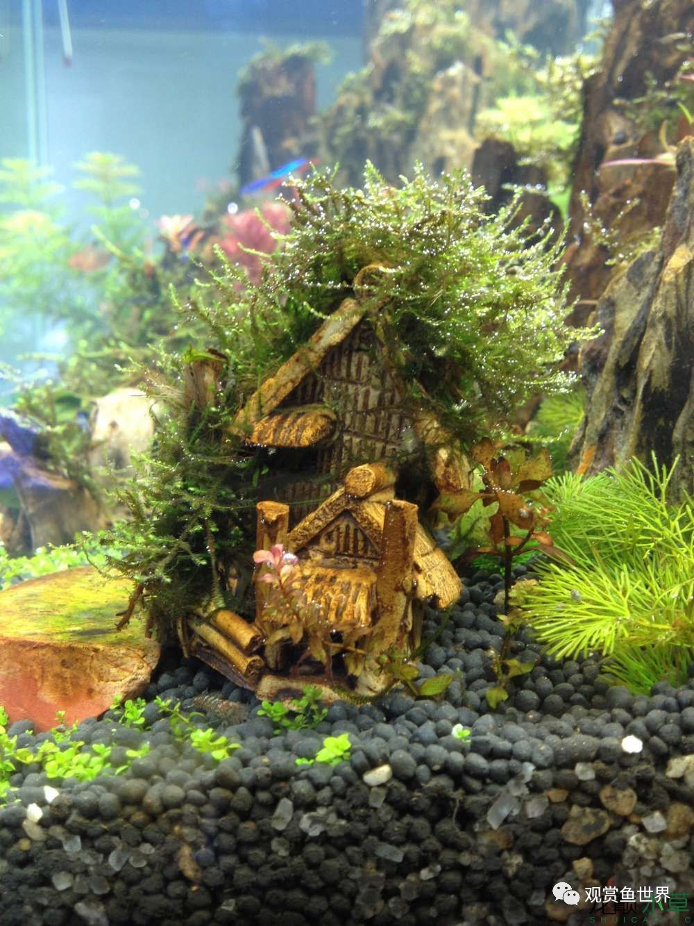 谦虚的新人晒一晒1米缸，“建缸”VS45天后（内涵多张细节图和详解！）