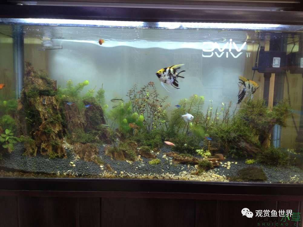 谦虚的新人晒一晒1米缸,“建缸”VS45天后(内涵多张细节图和详解!)