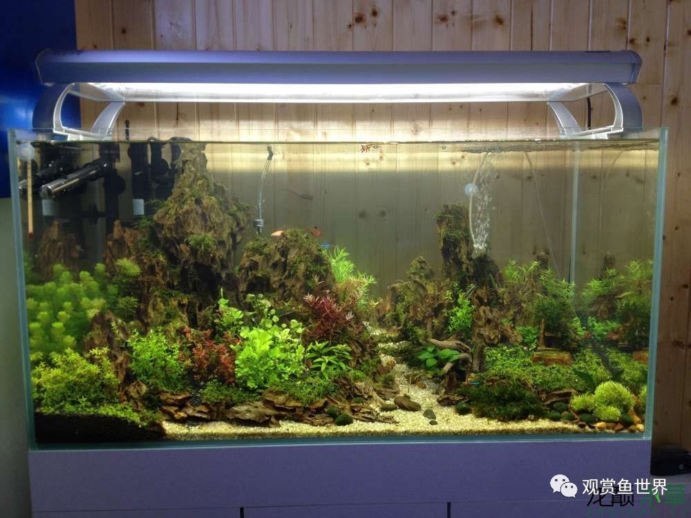 谦虚的新人晒一晒1米缸，“建缸”VS45天后（内涵多张细节图和详解！）