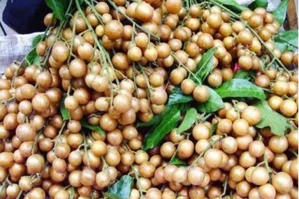 龙州旅游特产,龙州金龙有什么特产