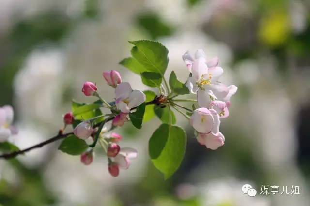 包钢三中真的要改名吗,包钢三中整体成绩怎么样