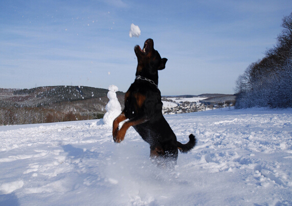 德国犬种罗威纳图片,欧美最受欢迎的犬种罗威纳犬