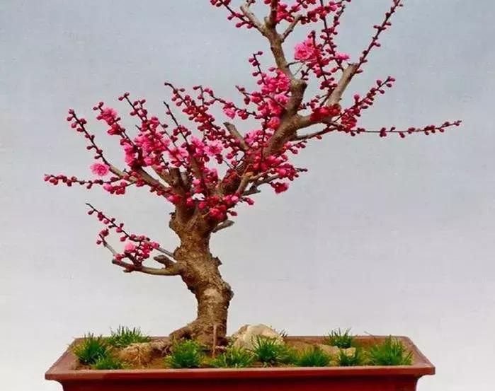 适合做盆景的梅花品种有哪些,梅花十大稀有品种哪种梅花最珍贵