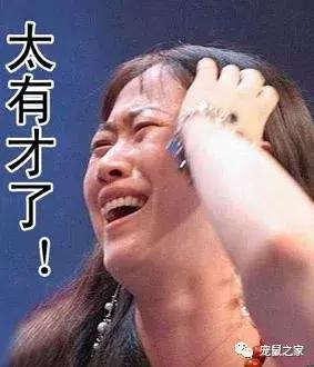 怎么养出亲人的荷兰猪,怎么样才能养出乖的荷兰猪