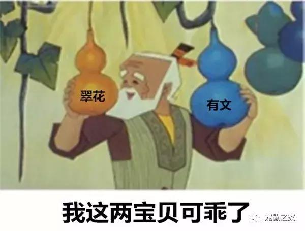 怎么养出亲人的荷兰猪,怎么样才能养出乖的荷兰猪