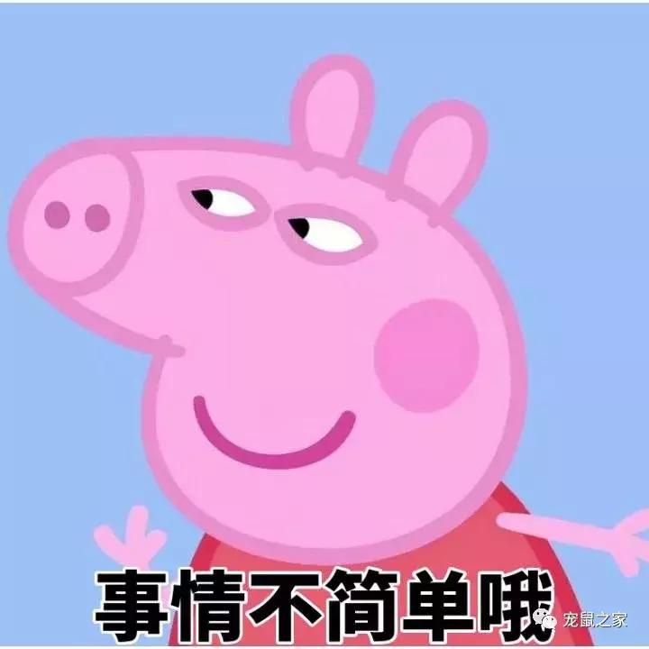 怎么养出亲人的荷兰猪,怎么样才能养出乖的荷兰猪