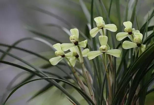 精品玉兰的品种及图片,国兰花朵不艳丽但香气清雅