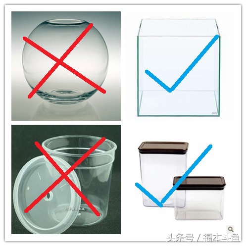 泰国斗鱼养殖套装,泰国斗鱼装备篇