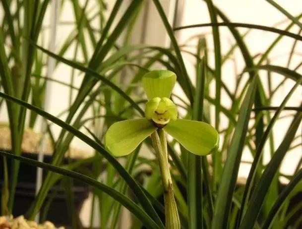 春兰四大天王品种,春兰四大天王的香气