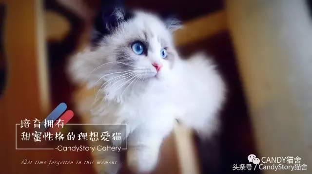 选猫需要问哪些问题,选猫英短重点