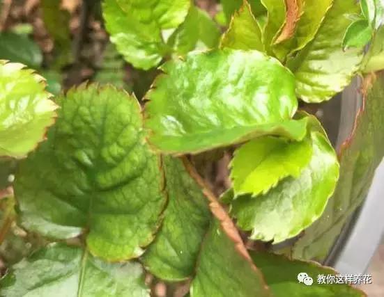 家里种的花卉都黄叶了怎么办,花卉绿叶萎蔫是啥原因如何救