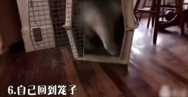 英斗劝退指南,英斗尴尬期和爆头期