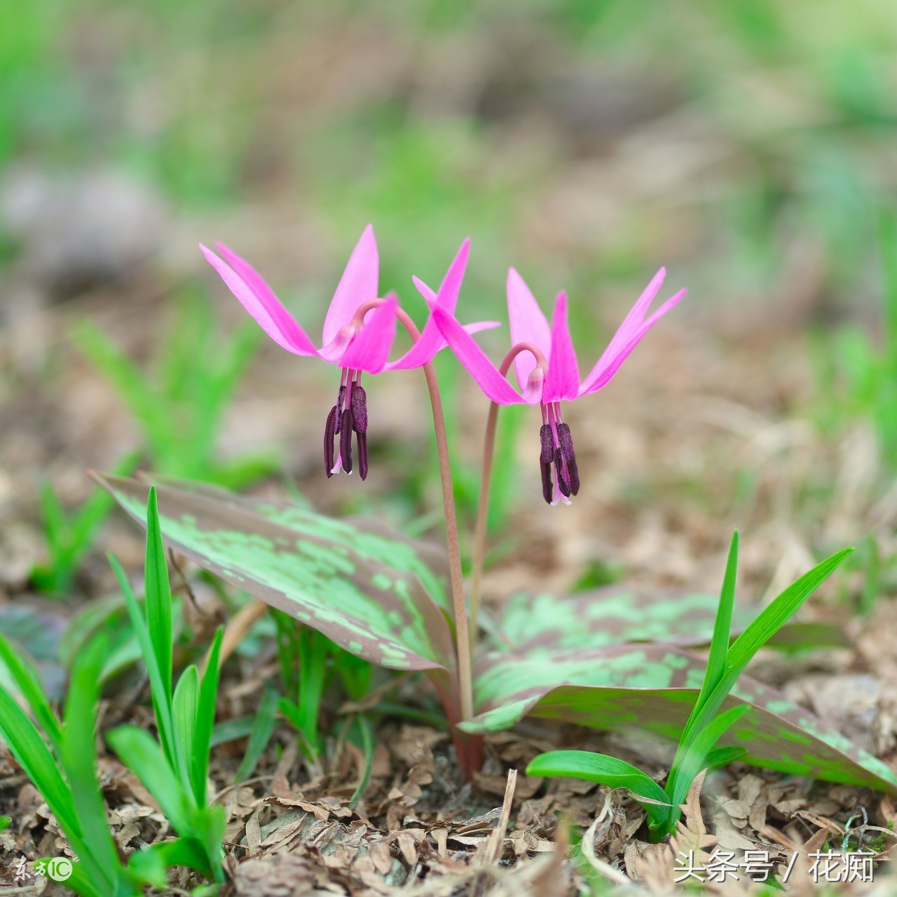 被叫猪牙花,花开却美过蝴蝶兰,而且至少活10年以上!