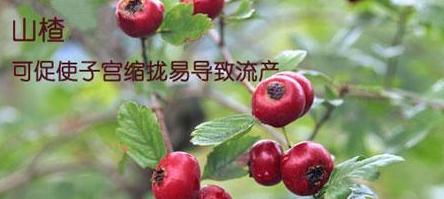 产妇怀孕期间爱好它，只因婆婆说了一句，孕妇亲手刺死腹中骨肉