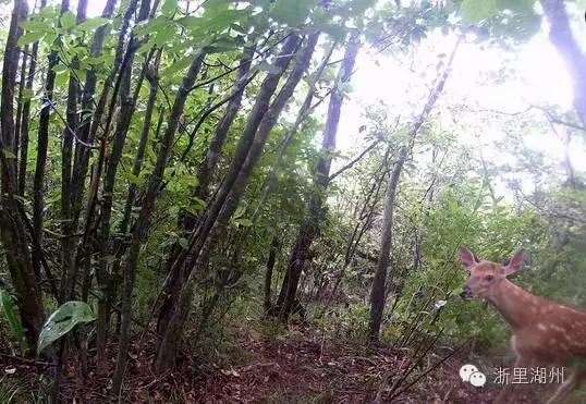 青山为伴！他在安吉龙王山留下的脚印，可绕地球一圈有余