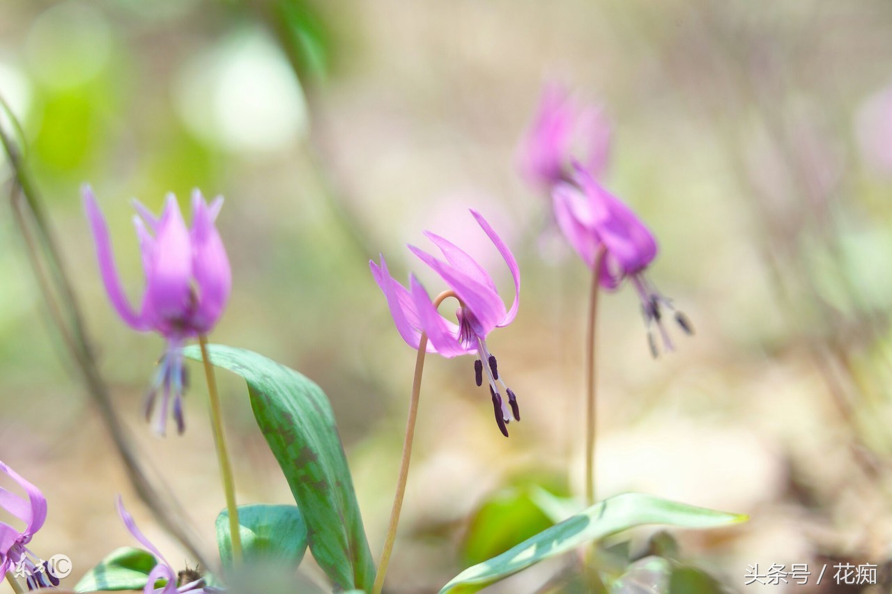 被叫猪牙花,花开却美过蝴蝶兰,而且至少活10年以上!