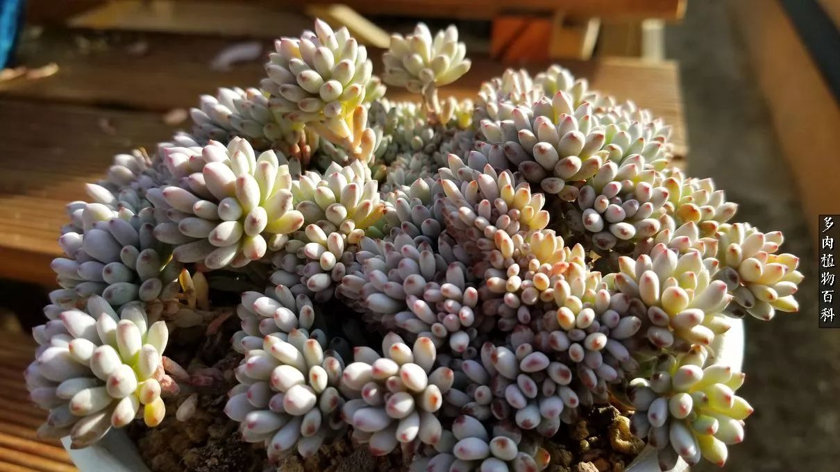 多肉如何养才不损耗杆子的养分,多肉养护修根视频