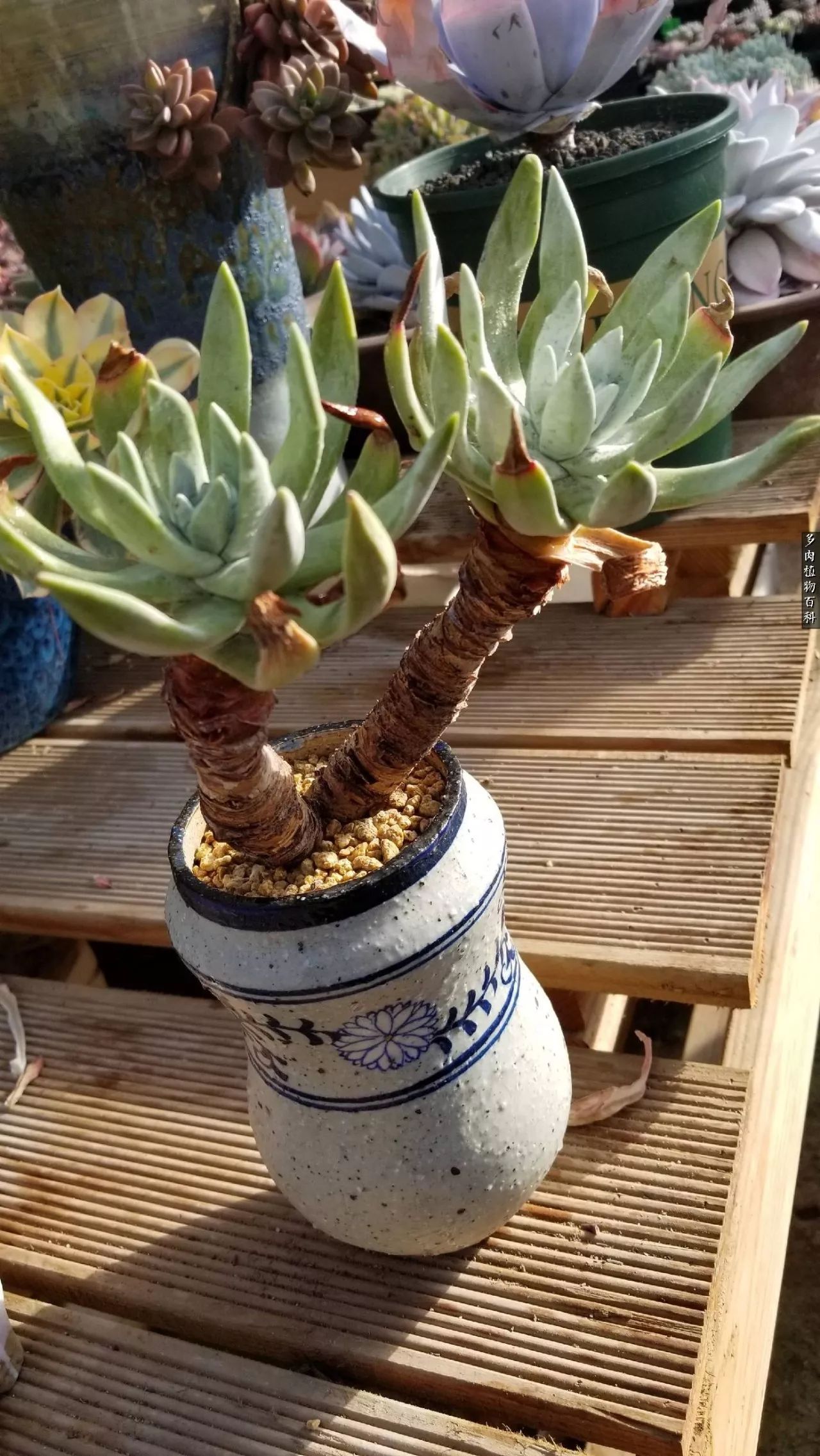 什么元素可以促进多肉生长,多肉修根喷除菌药