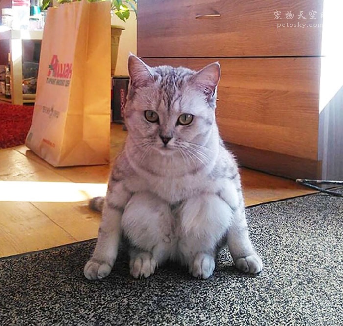 两个月猫咪尿床原因和解决办法,猫咪喜欢在床上撒尿怎么纠正