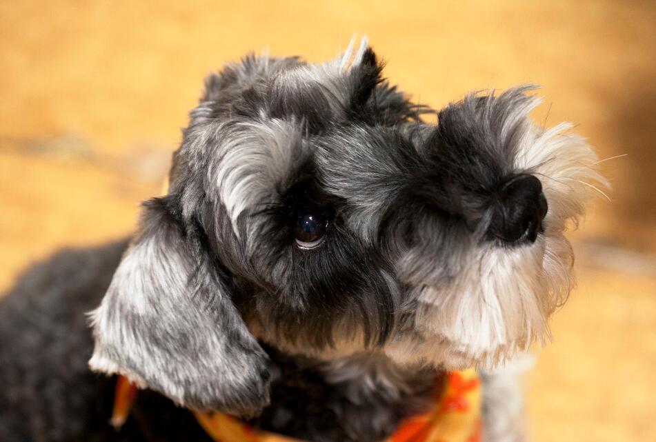 犬种百科之雪纳瑞,犬种解说雪纳瑞