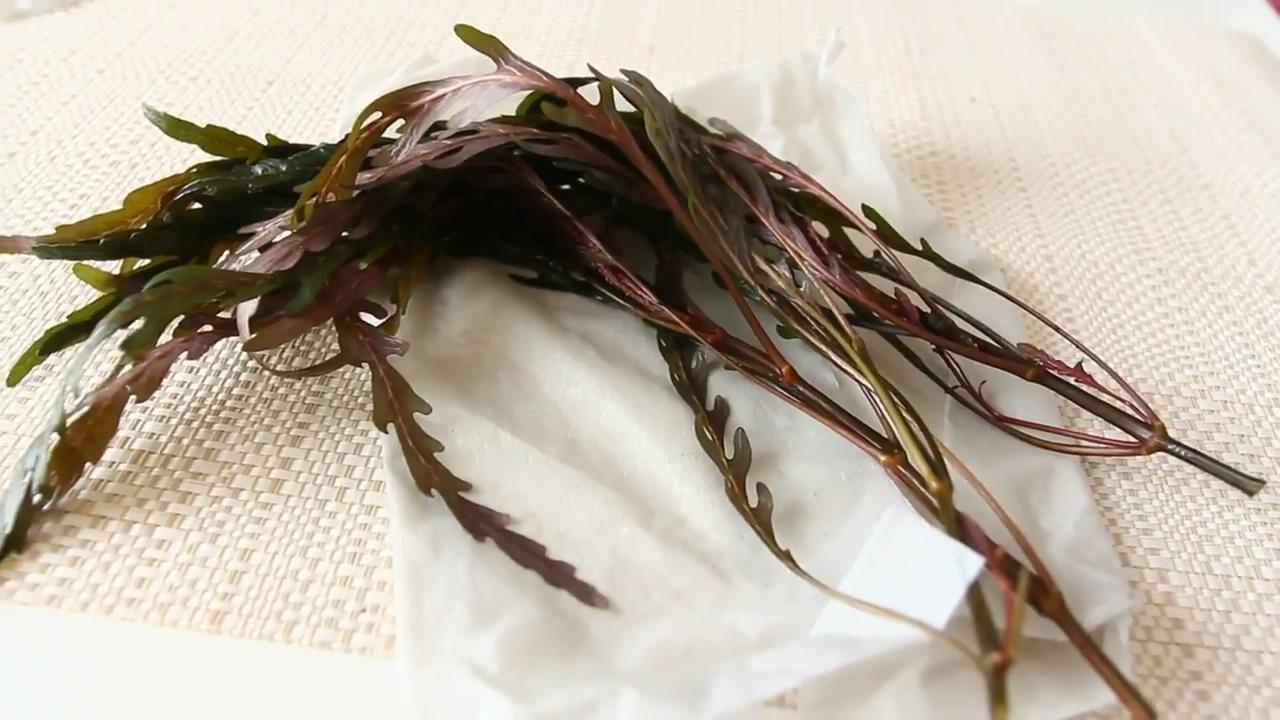 最简单的成品草缸,草缸的制作过程