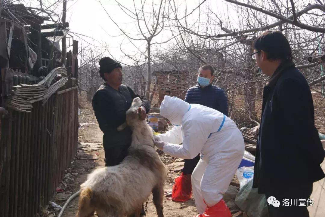 数说中国1921到1949,数说中国年12生肖