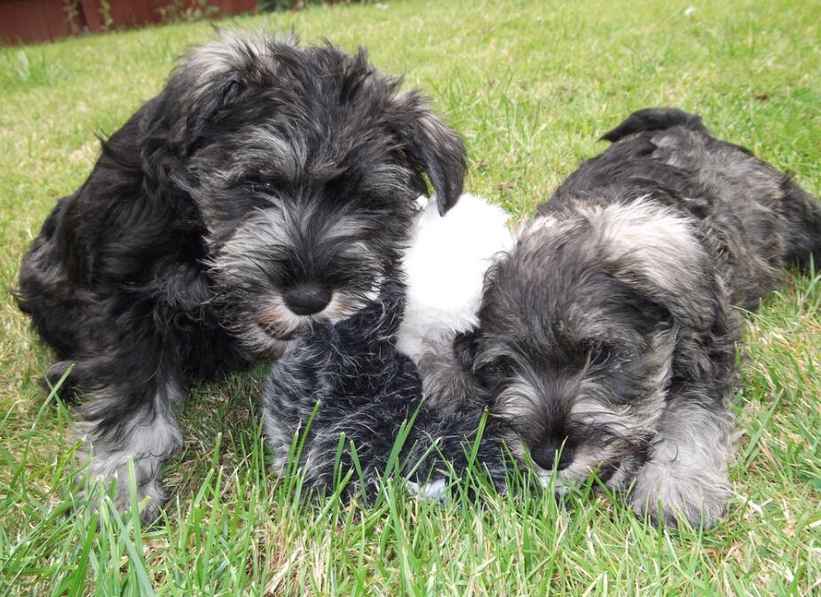 犬种百科之雪纳瑞,犬种解说雪纳瑞