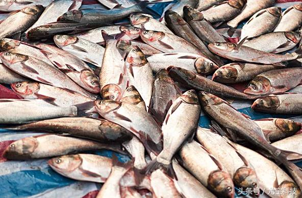 多大给孩子补dha怎么选好的dha,补充dha能让宝宝变得聪明吗