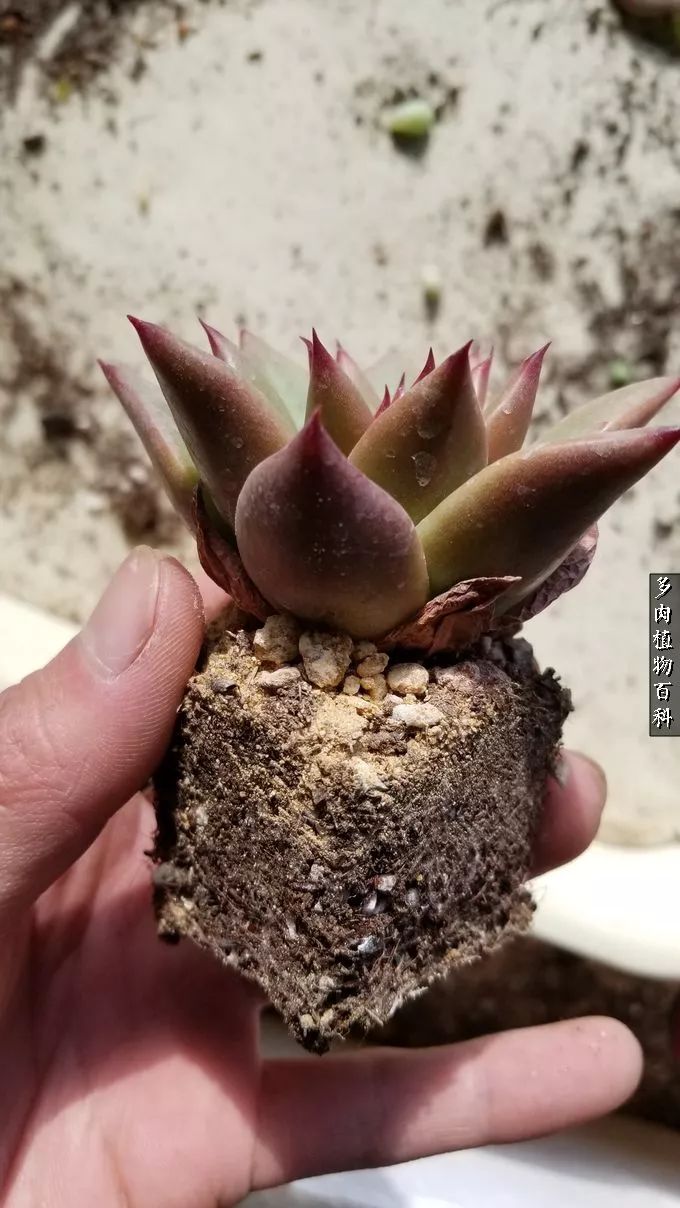 多肉如何养才不损耗杆子的养分,多肉养护修根视频