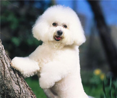 卷毛比雄犬分布区域,卷毛与宠物相处