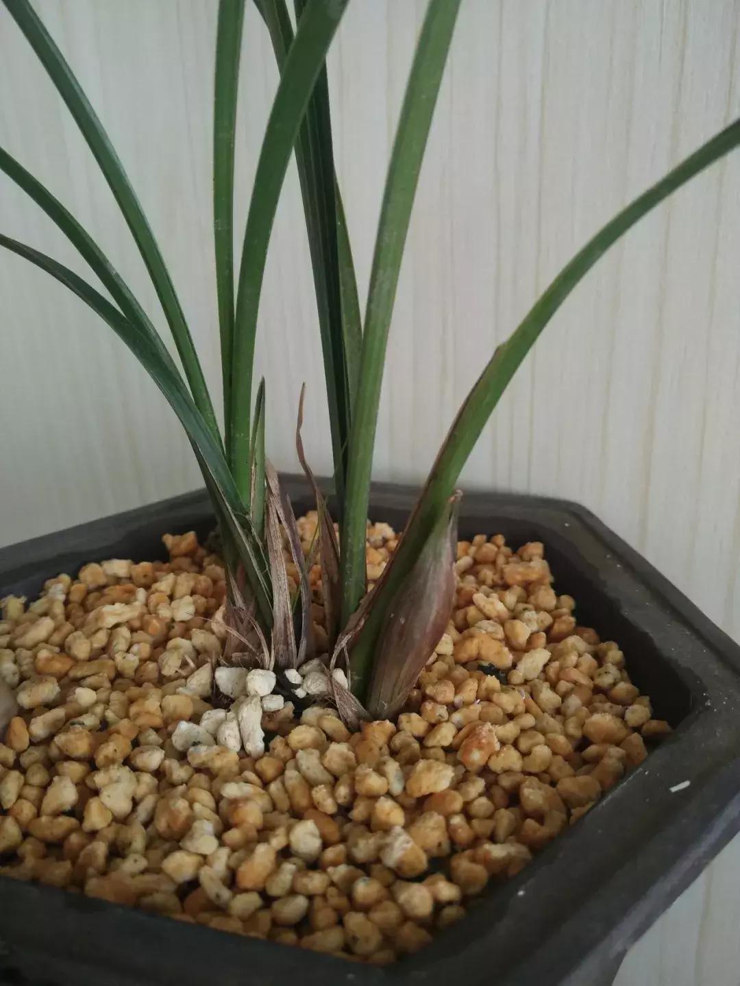 为什么兰花花苞会消苞呢,兰花春化中花苞停止生长