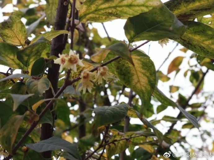 成都腊梅在哪里看,成都赏腊梅有哪些好地方