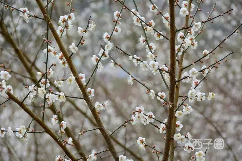2024年梁化梅园看梅花时间,梁化梅花今年开了吗