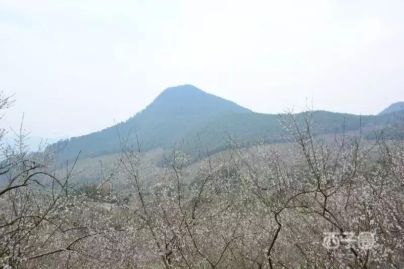 2024年梁化梅园看梅花时间,梁化梅花今年开了吗