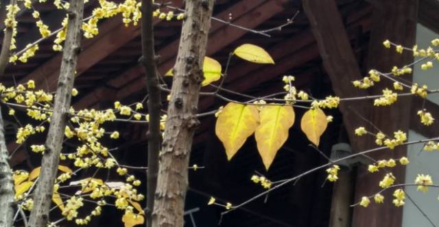 成都腊梅在哪里看,成都赏腊梅有哪些好地方